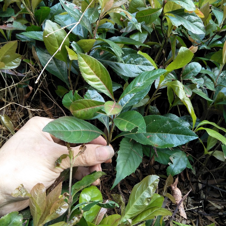 下红木叶平地矮脚珍珠凉伞新鲜林凉伞不出矮地其他药食同源食品