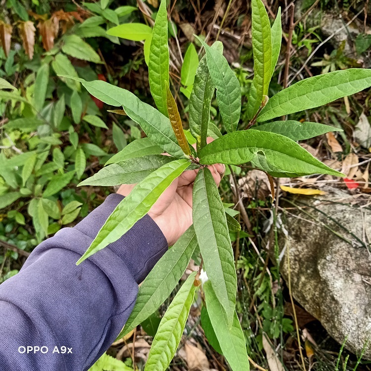 猫尾树根的功效与图片图片