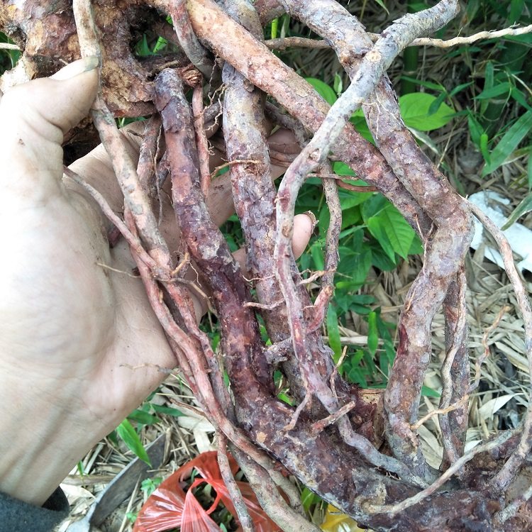 野生山稔根正宗农家自挖新鲜桃金娘根山捻根稔子岗念根当梨根500g