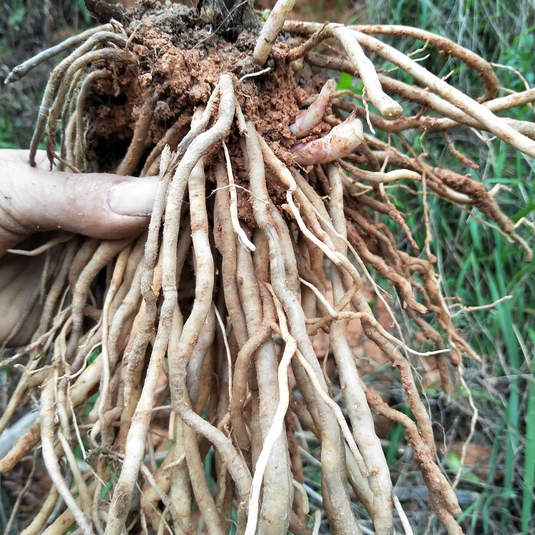 中草药正宗须公新鲜华泽500g广东土牛膝生大泽其他药食同源食品