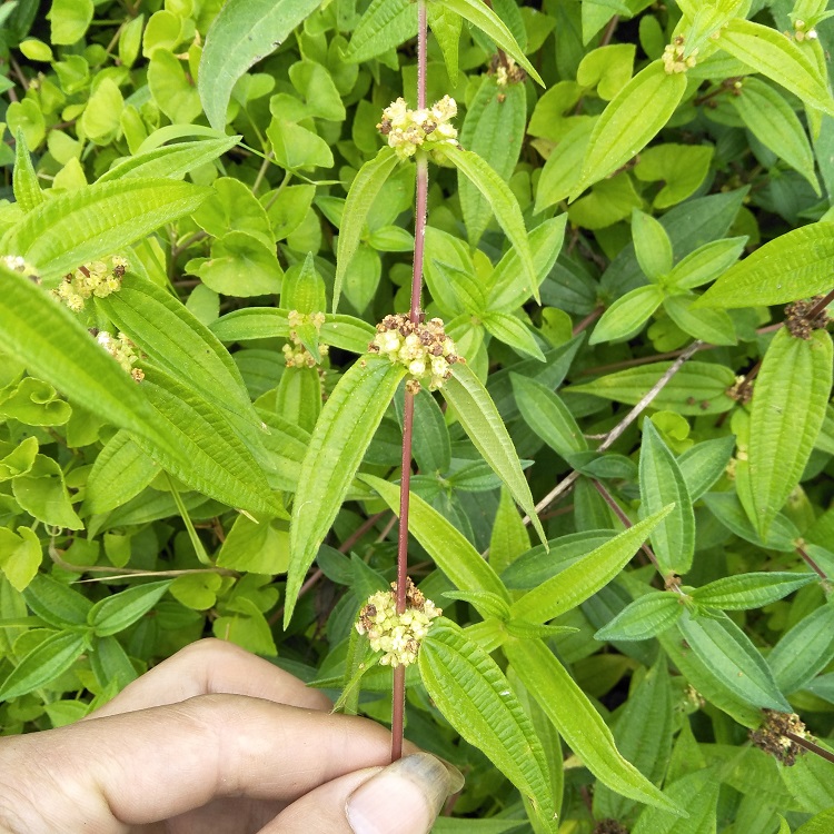 生扯拢草药图片大全图片