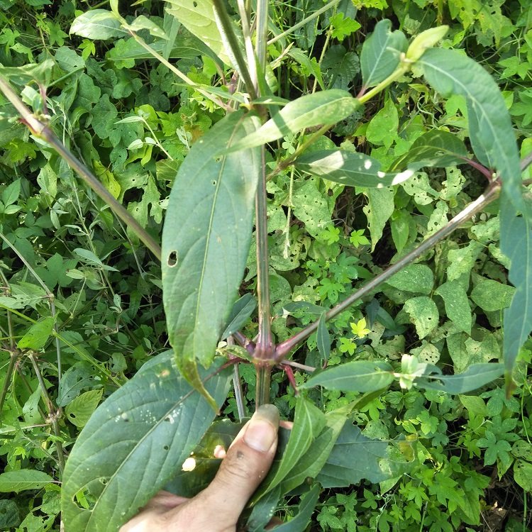 钩藤根500g干品金钩藤自晒无硫中药材双钩藤吊子风鹰爪风倒挂刺生新鲜