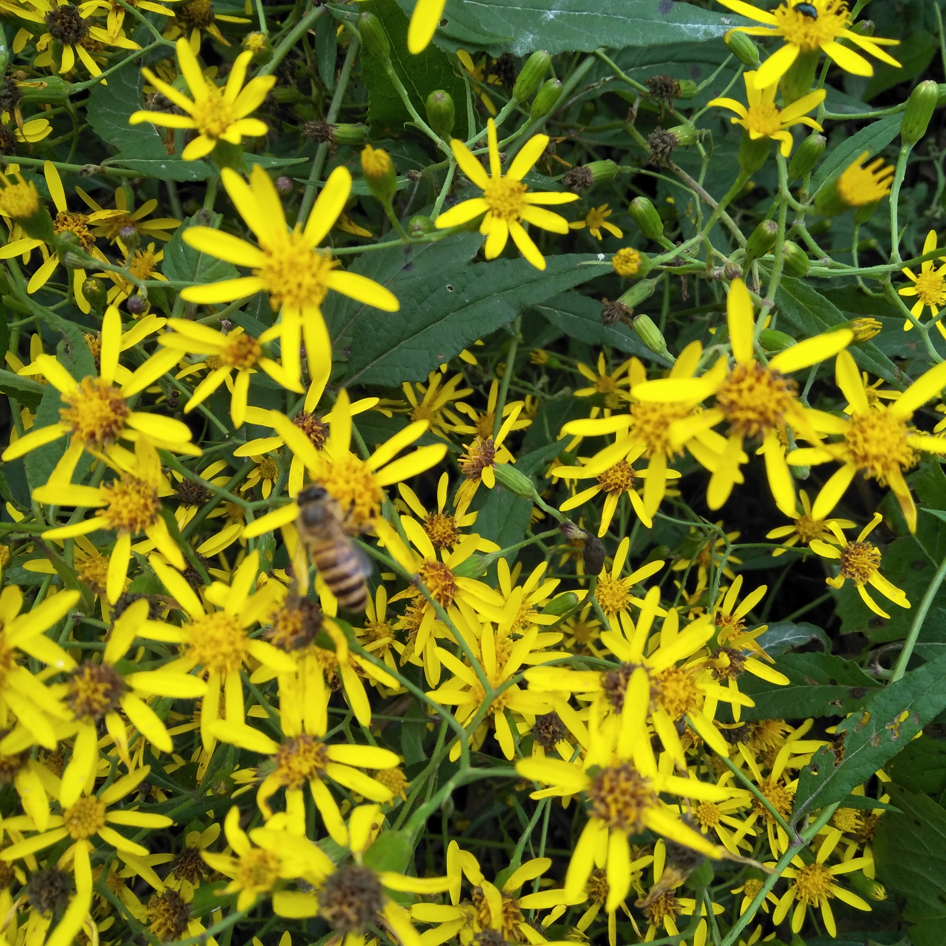 中草药九里洗澡宝宝痱子新鲜包邮现500g黄花千里其他药食同源食品
