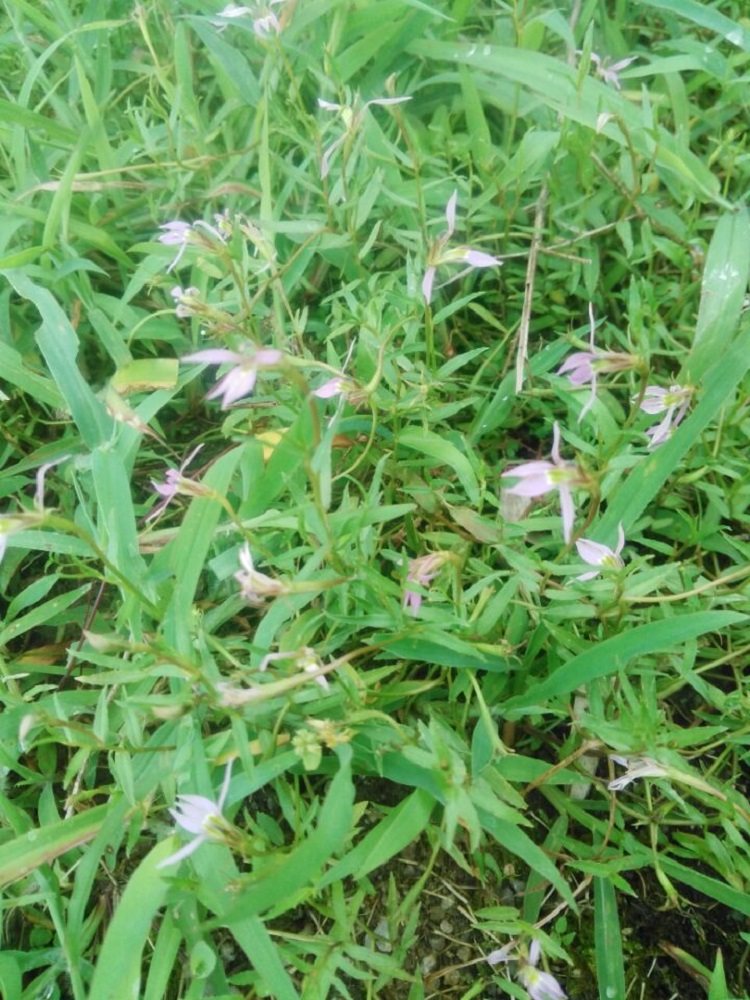 半边现采中草药新鲜盆栽蛇利草生菊细米舌草500g花卉