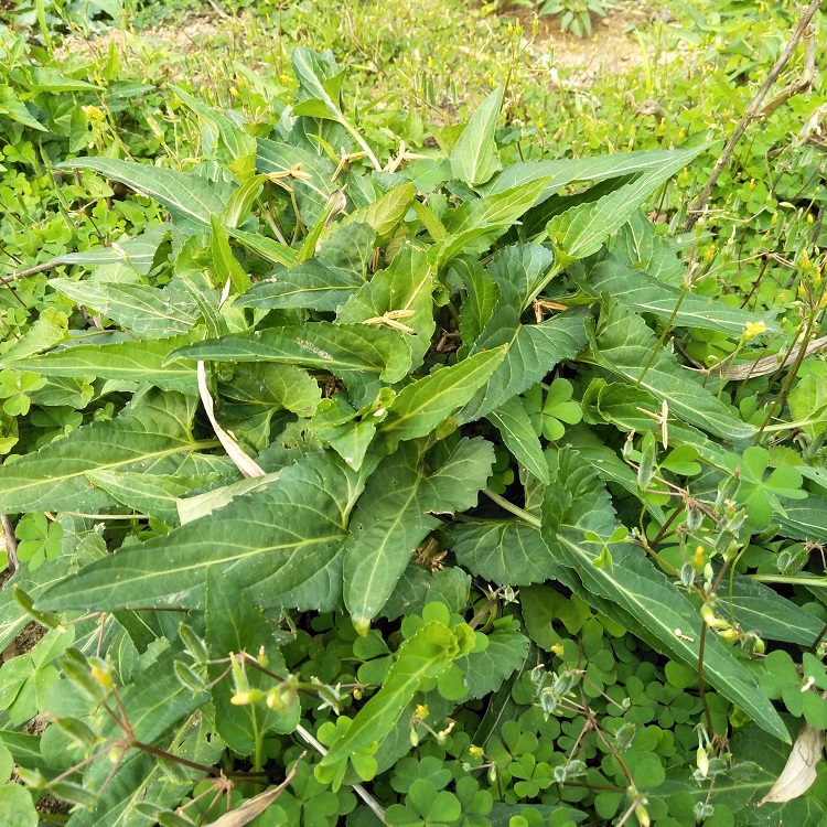 正宗生新鲜犁头草紫花地丁中草药铧头草梨嘴草玉如意草500g包邮
