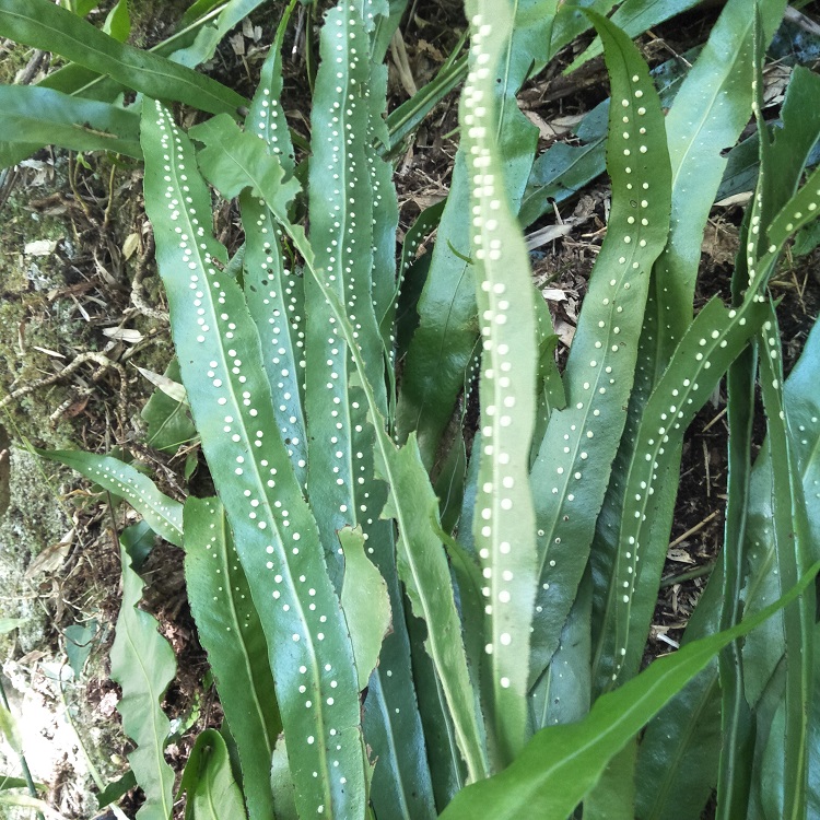 七星现挖石正宗新鲜瓦韦骨牌剑丹瓦剑草中草药其他药食同源食品