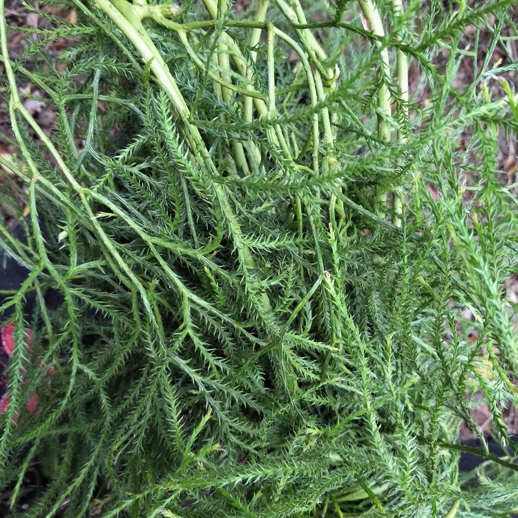 筋草野舒500g正宗大伸干品中草药石松筋马尾其他药食同源食品