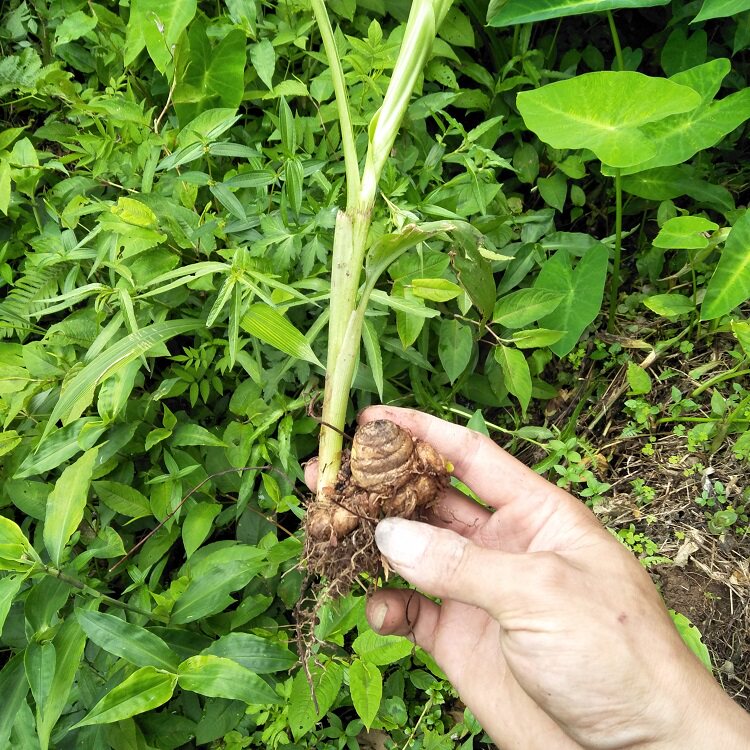 野生血风藤血风根500g干品铁牛入石老人根做月子洗澡中草药穿破石