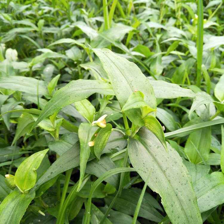 正宗新鲜鸭跖草鸭拓草生翠蝴蝶竹子其他药食同源食品