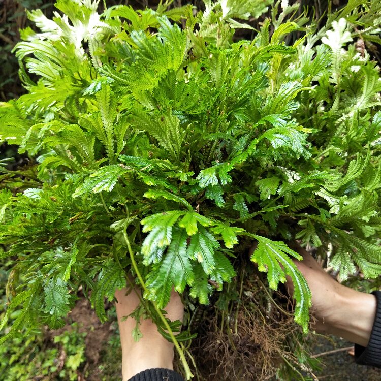 梭罗草地新鲜石上中草药500g龙鳞侧柏深绿卷柏其他药食同源食品