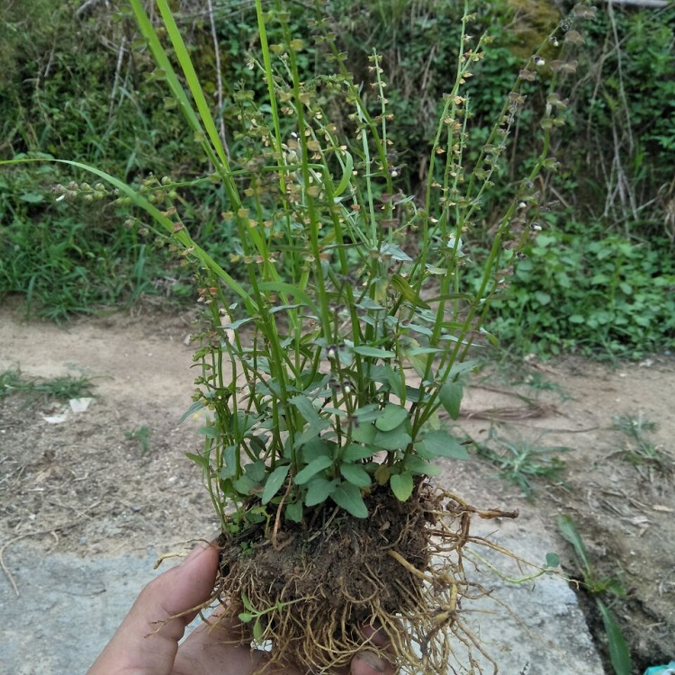 新鲜半枝莲现采四条棱500g四方草并头草田基半支莲可配白花蛇舌草