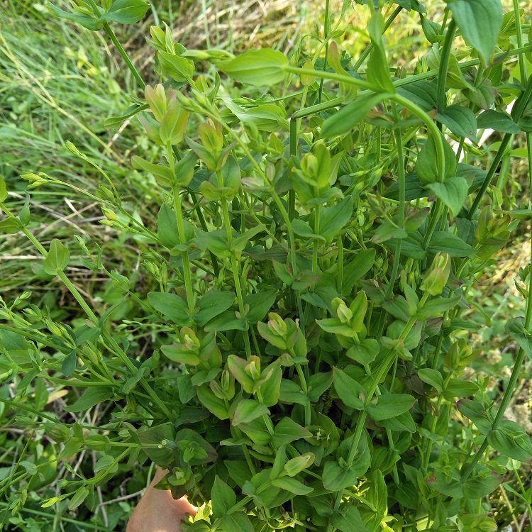 粤北中草药材新鲜野生田基黄王地耳草雀舌草合掌跌水草七寸金500g
