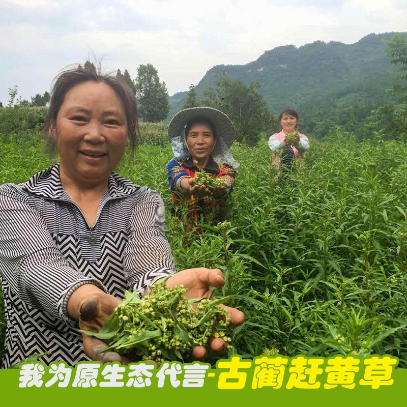 麓原君四川古蔺赶黄草正品特级野生转氨酶益肝泡袋养生茶非溪黄草