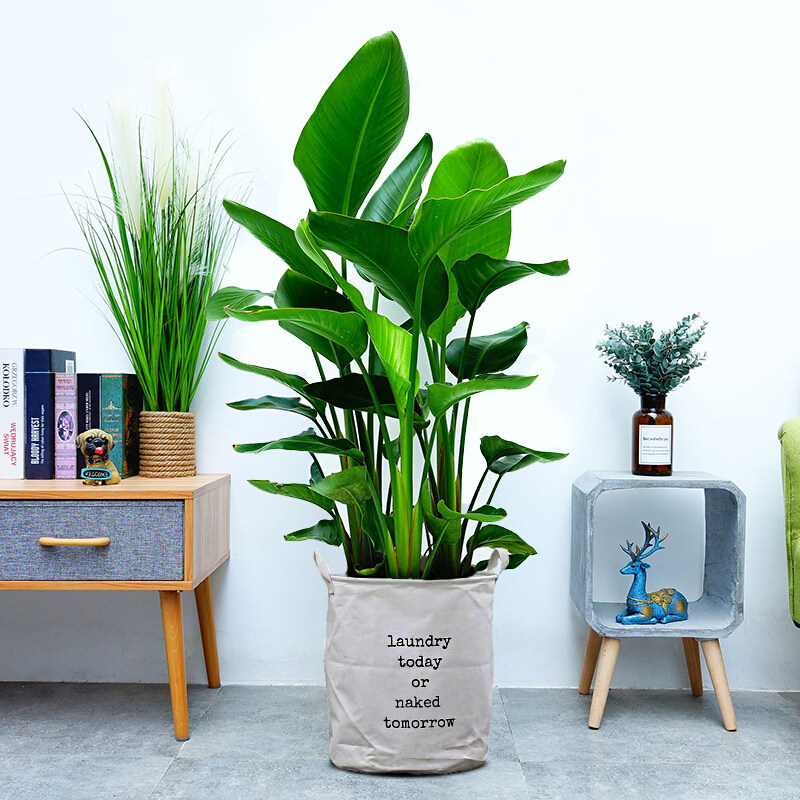 天堂鸟大型室内盆栽植物鹤望兰客厅办公室大厅绿植大型绿植