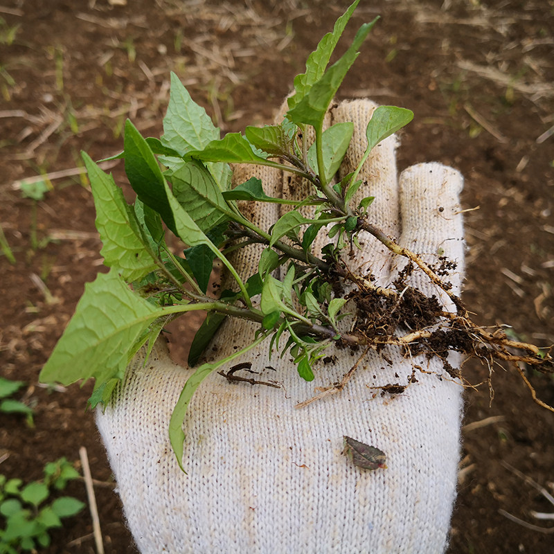 野生龙葵草苗 白花菜苗 新鲜野辣椒可种植盆栽绿植物20棵包邮