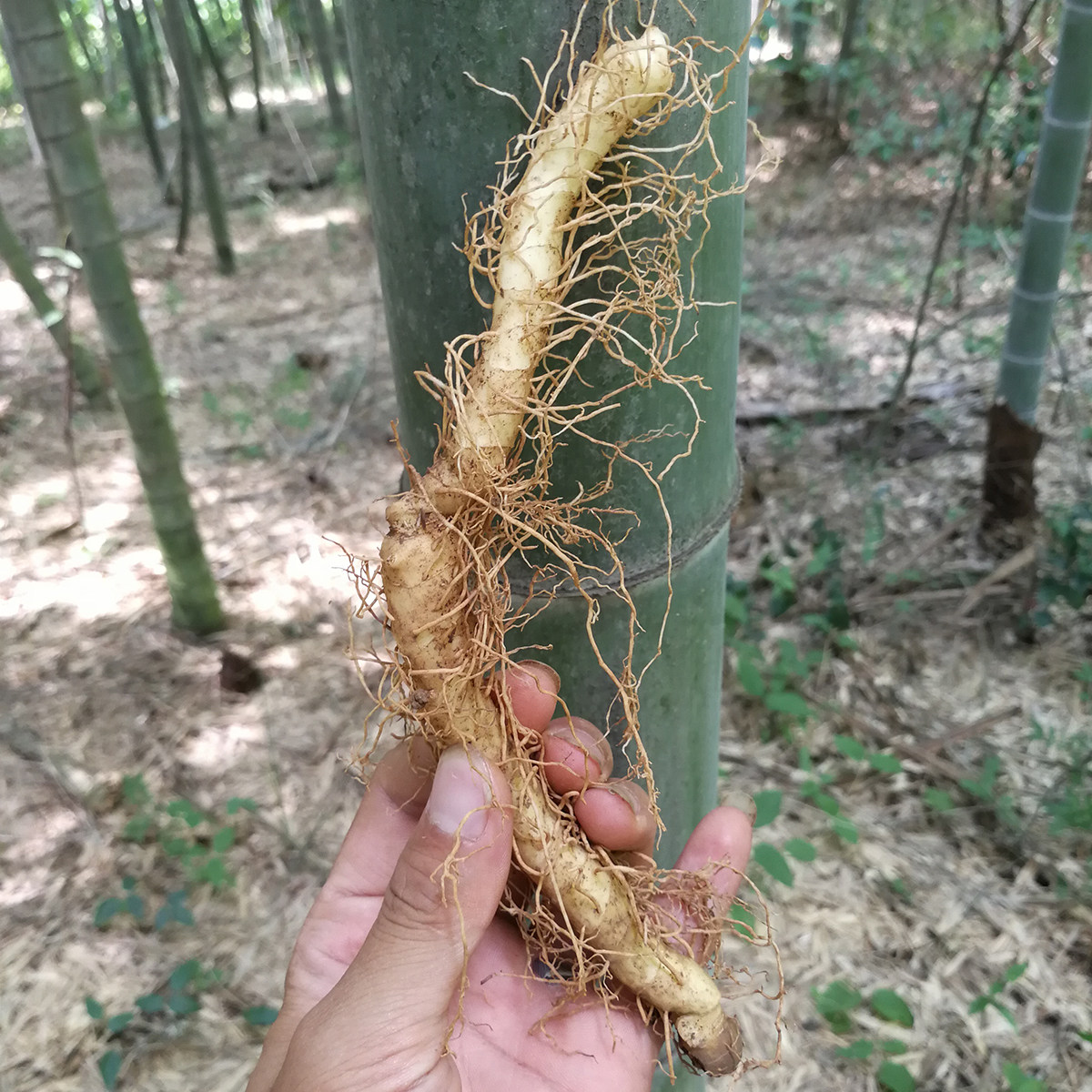玉竹煲汤农家新鲜深山现挖竹条搭配麦冬泡茶其他药食同源食品