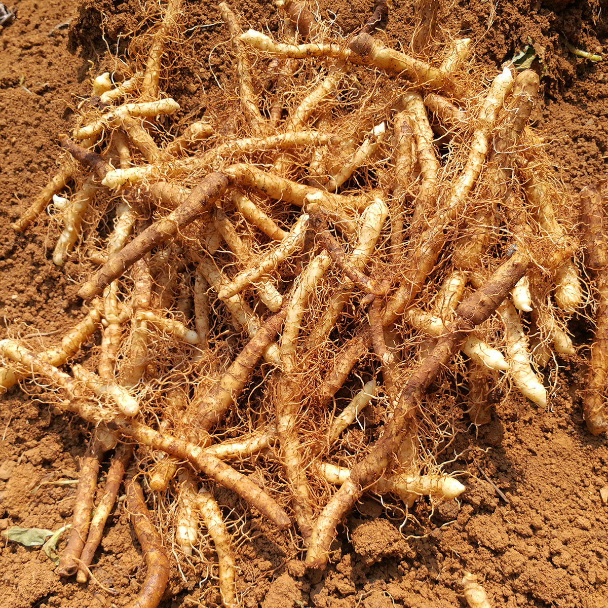 玉竹煲汤农家新鲜深山现挖竹条搭配麦冬泡茶其他药食同源食品