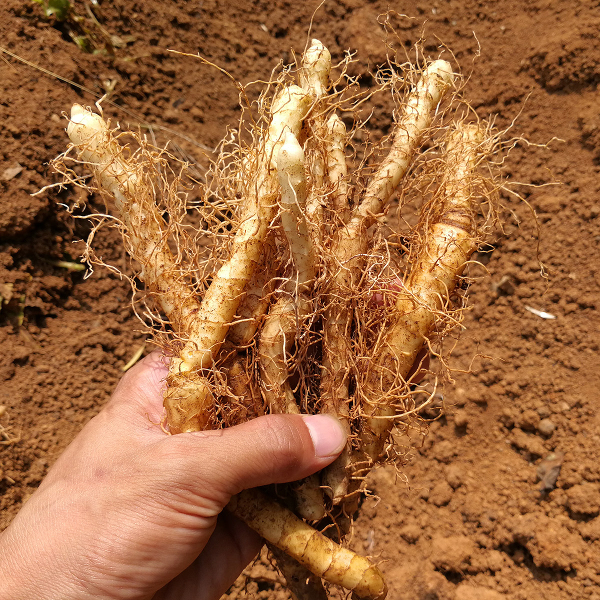 玉竹煲汤农家新鲜深山现挖竹条搭配麦冬泡茶其他药食同源食品