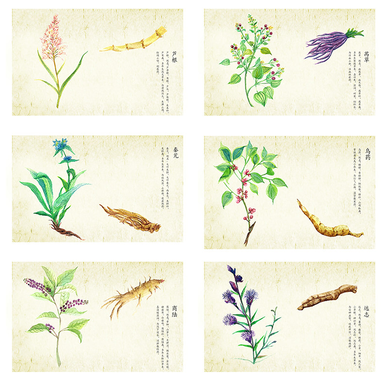 中医诊所中草药识别医院办公室挂画芦根黄岑何首乌现代装饰画