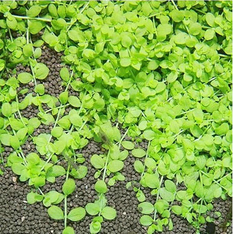 爬地珍珠前景鱼缸造景绑沉直径8cm陀草超好水草