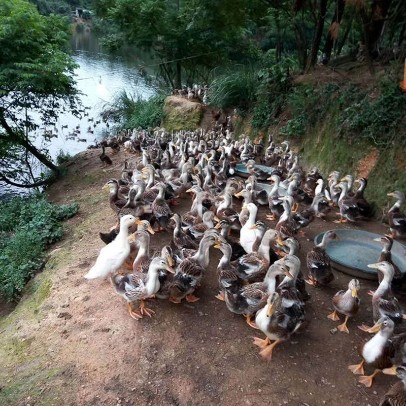鸭子广西正宗农家散养土鸭老鸭融水水香鸭海鸭肉