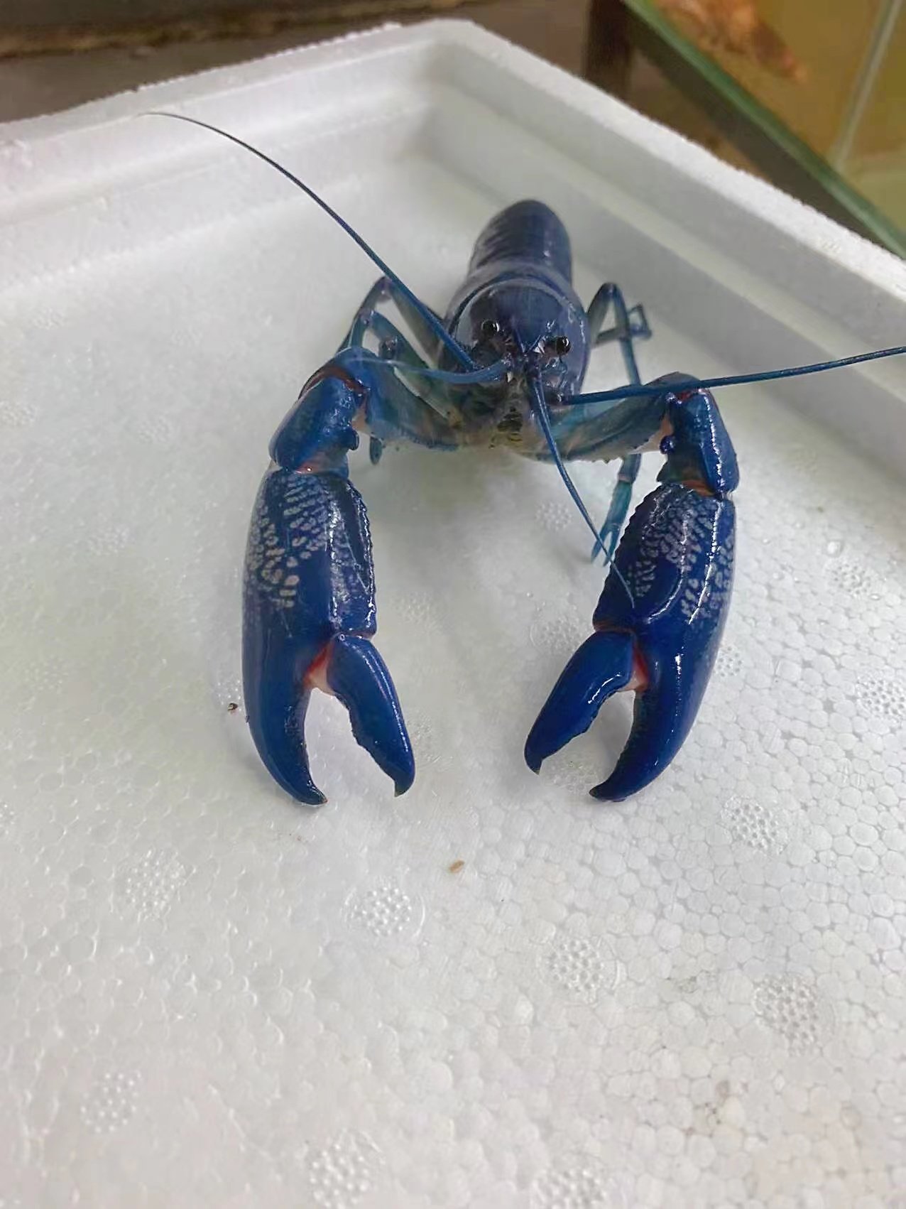 天空蓝魔鳌虾宠物人工淡水观赏虾蓝小龙虾包邮虾
