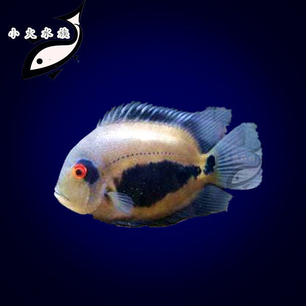 小火水族黑云风水大吉大利龙缸混养热带鱼观赏鱼活体鱼