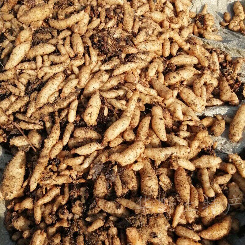 陕西略阳特产地理标志产品天麻干制其它干货