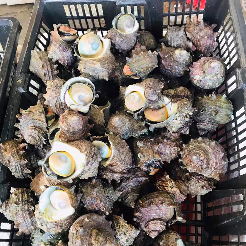 东山岛海捕凤鲜活海鲜海螺夜光蝾螺珠螺贝类水产海螺