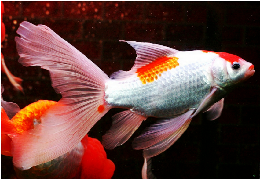 锦鲤纯种包活日本好养草金花色观赏鱼鱼苗冷水鱼鱼