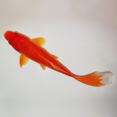 金鱼锦鲤活体公园垂钓小草小红鱼放生观赏鱼鱼苗鱼