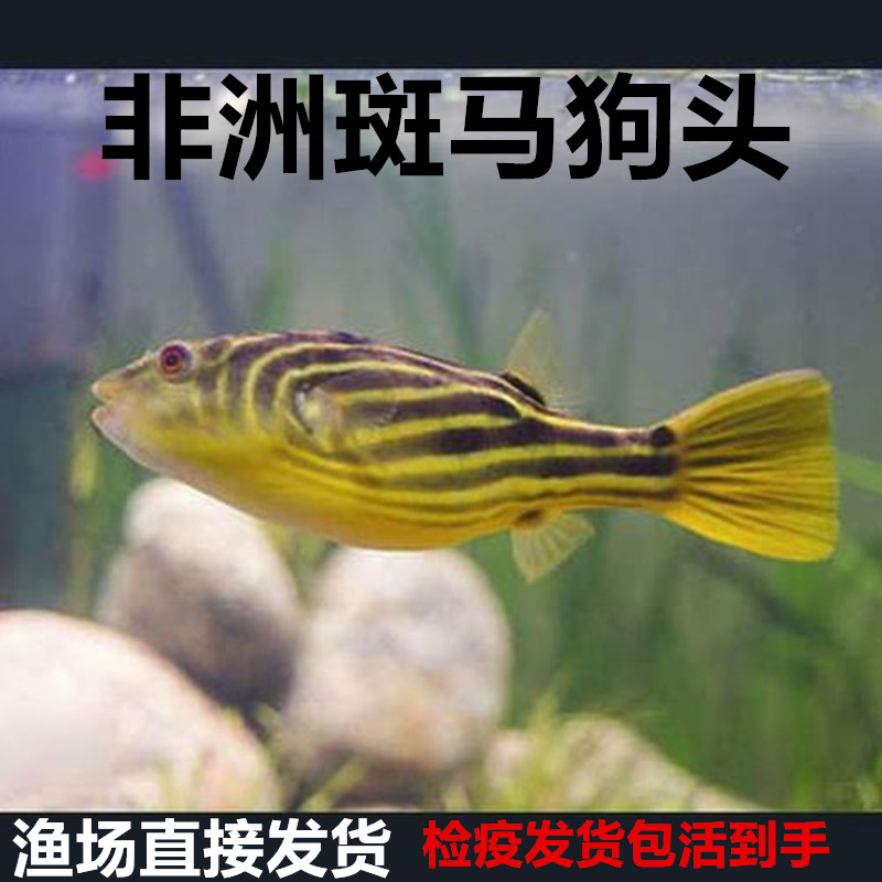 狗头斑马河豚中小型凡吉潜水艇胖子毛毛黄胖子鱼苗鱼