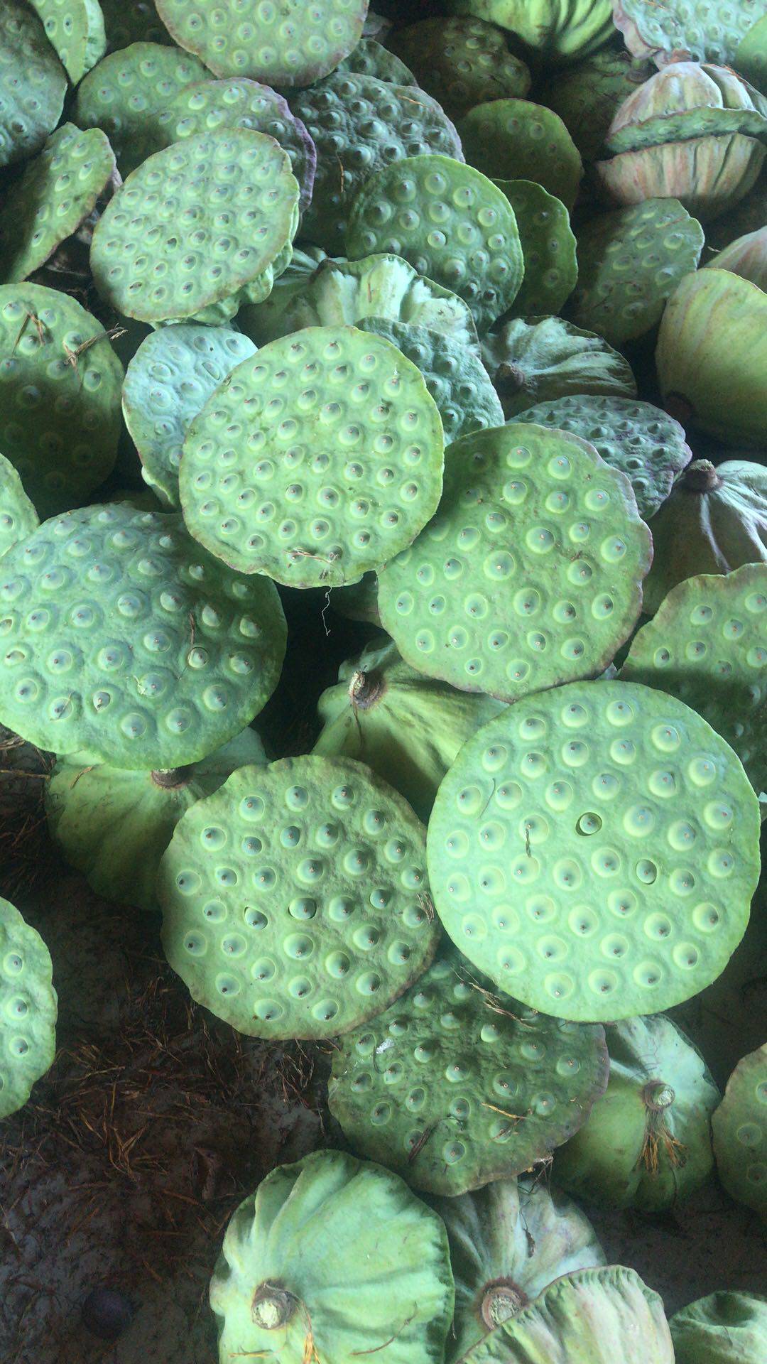 莲子武义宣莲新鲜莲蓬生吃现摘野生当季时令新鲜莲蓬