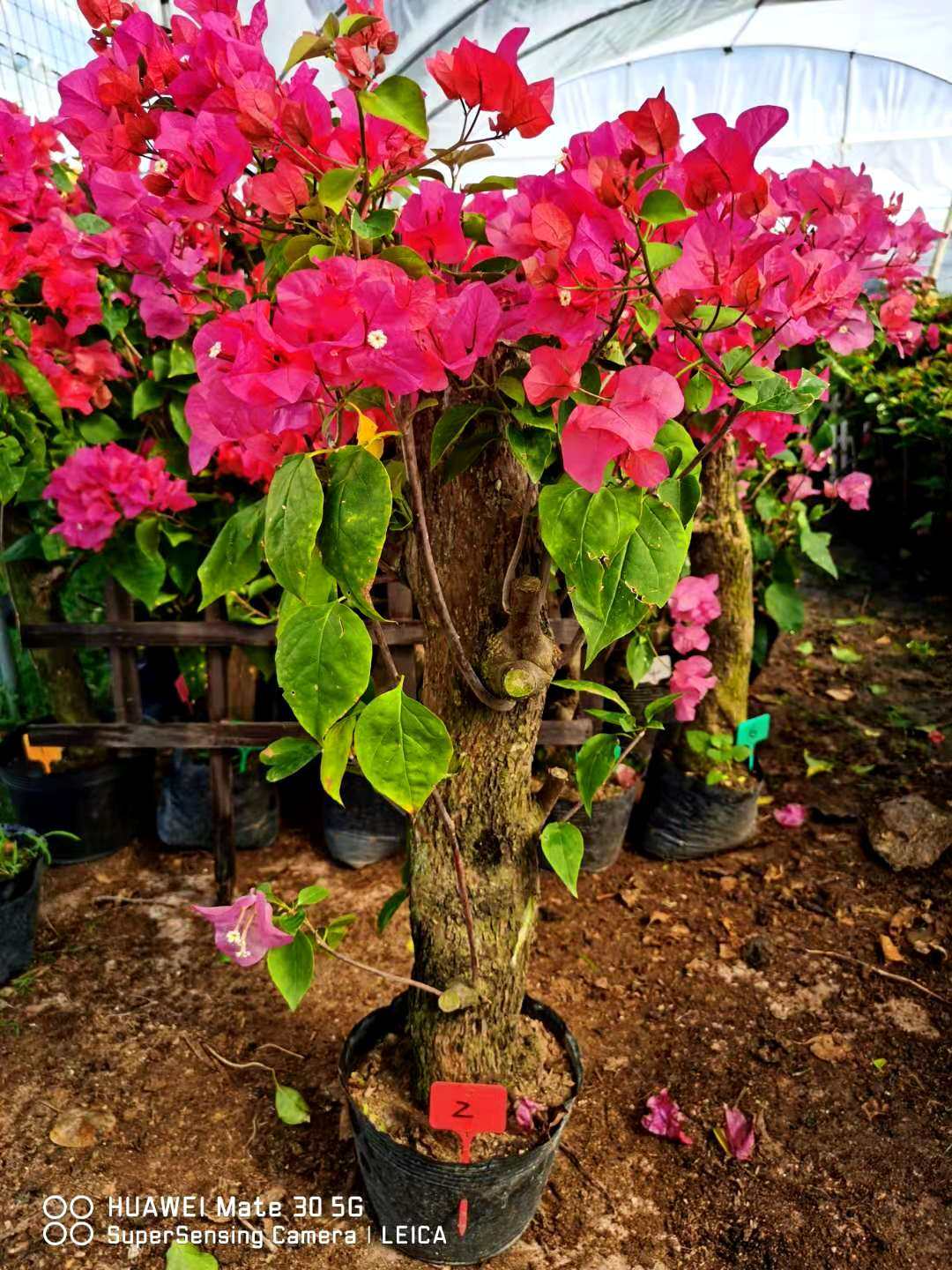 三角同安红老桩粗杆老桩花卉