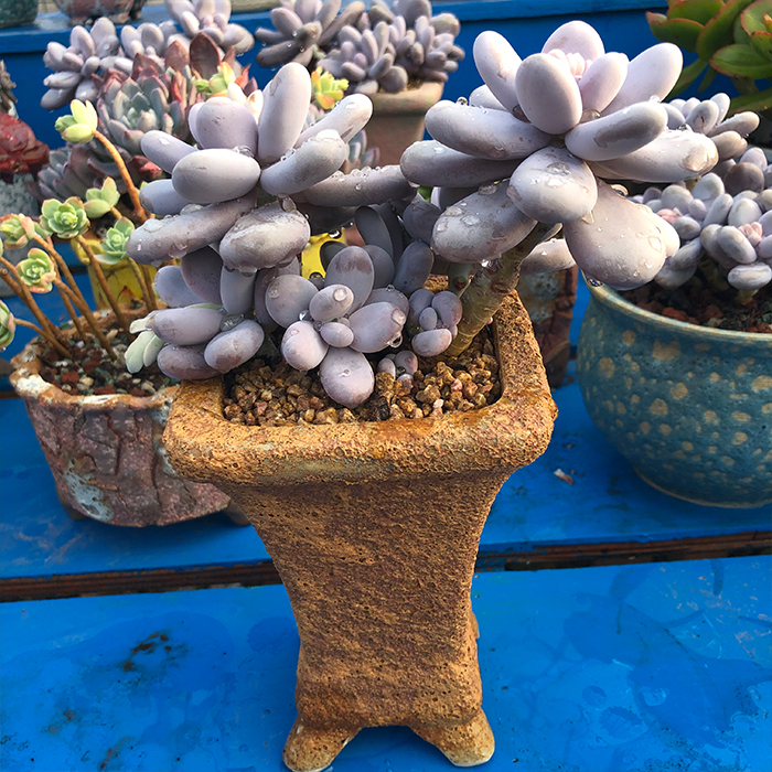 精品一物一拍鸡蛋美人多肉植物多头群生老桩多肉植物