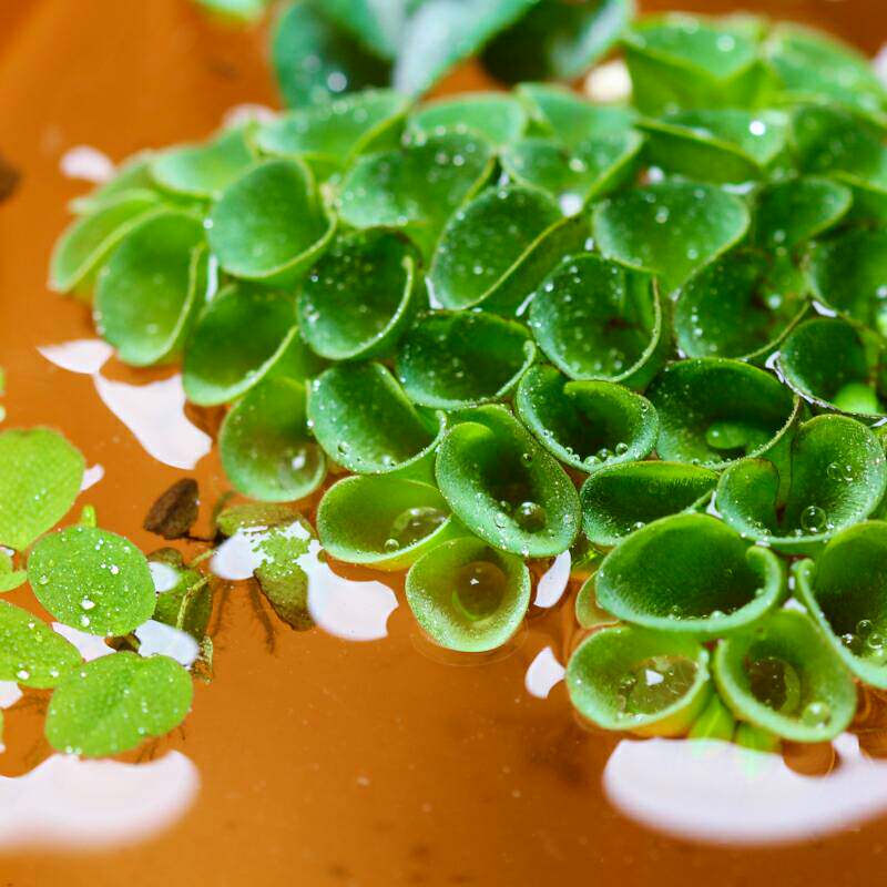 水草肚兜浮萍水生生水培植植物鱼缸草缸造景水草