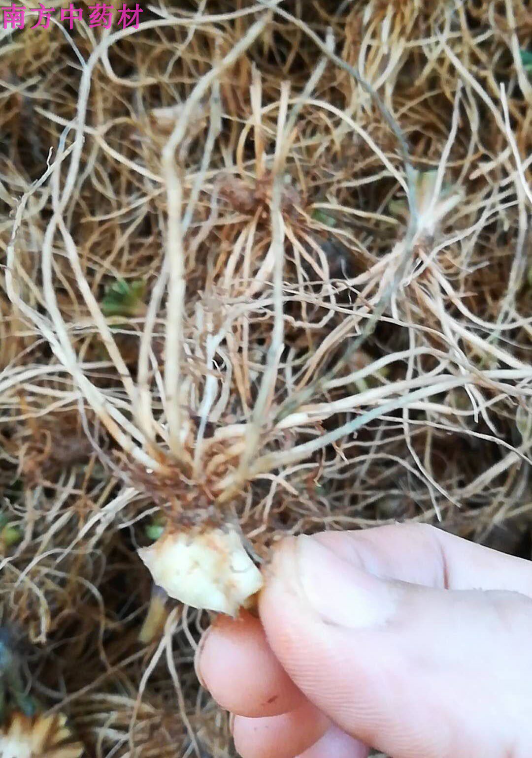 地胆头干货新鲜 野生地胆草根正品广东煲汤料 红花地斩头500g包邮