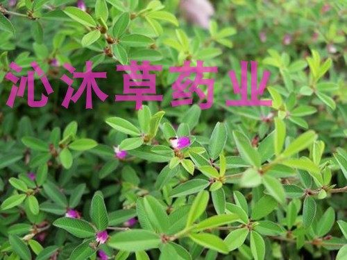 三叶人字中药材500克包邮中草药苍蝇三叶草新货蚂蚁传统滋补品其他