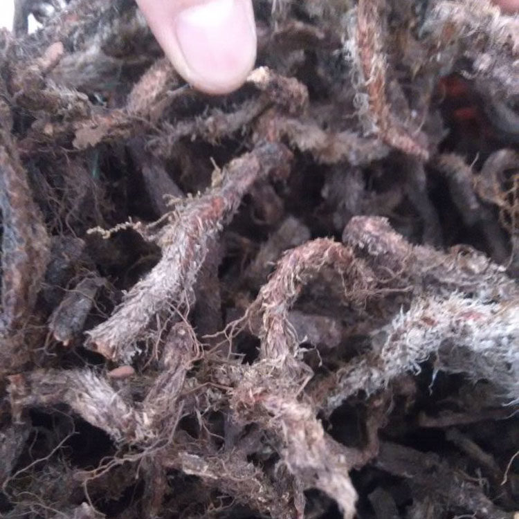 野生白毛蛇根 中草药材阴石蕨 石蚕 老鼠尾 白毛骨碎补 500g 干货