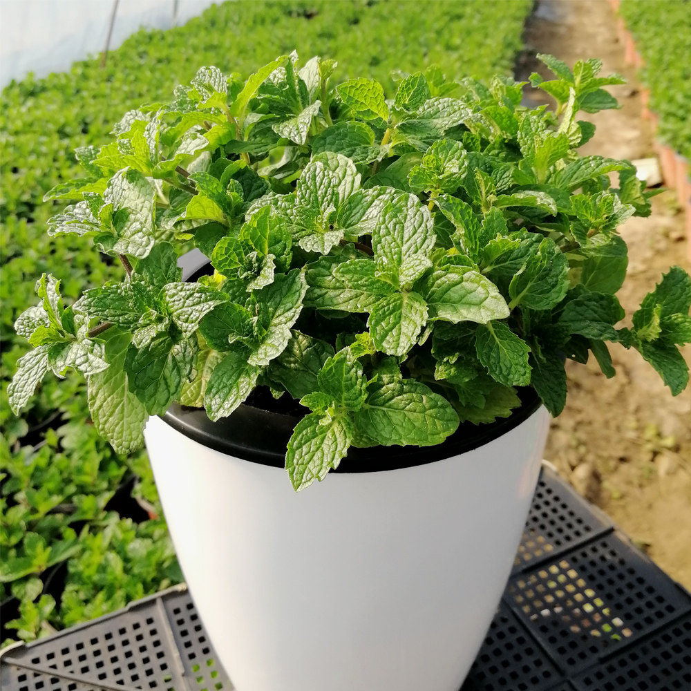 薄荷盆栽花卉植物室内水培植物水养绿植薄荷苗可食用薄荷叶可泡茶