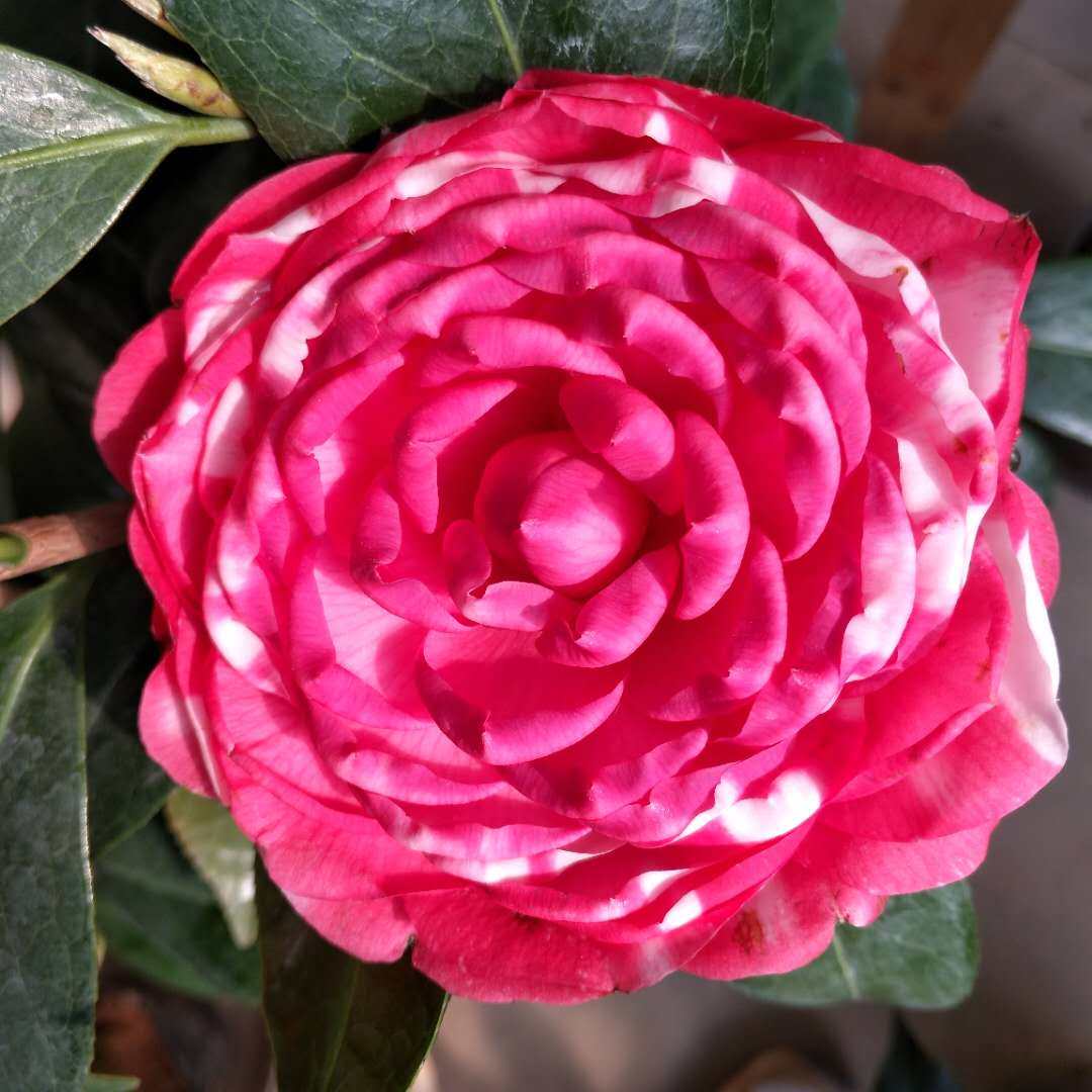 茶花千家家园花卉花苗花鹤翎盆栽花佛翎阳台时令草本花卉