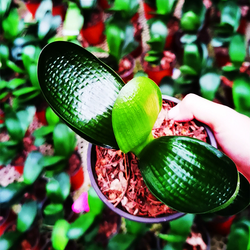 长春名贵君子兰虎头珍珠珠王一号宽叶圆和尚麻脸绿植