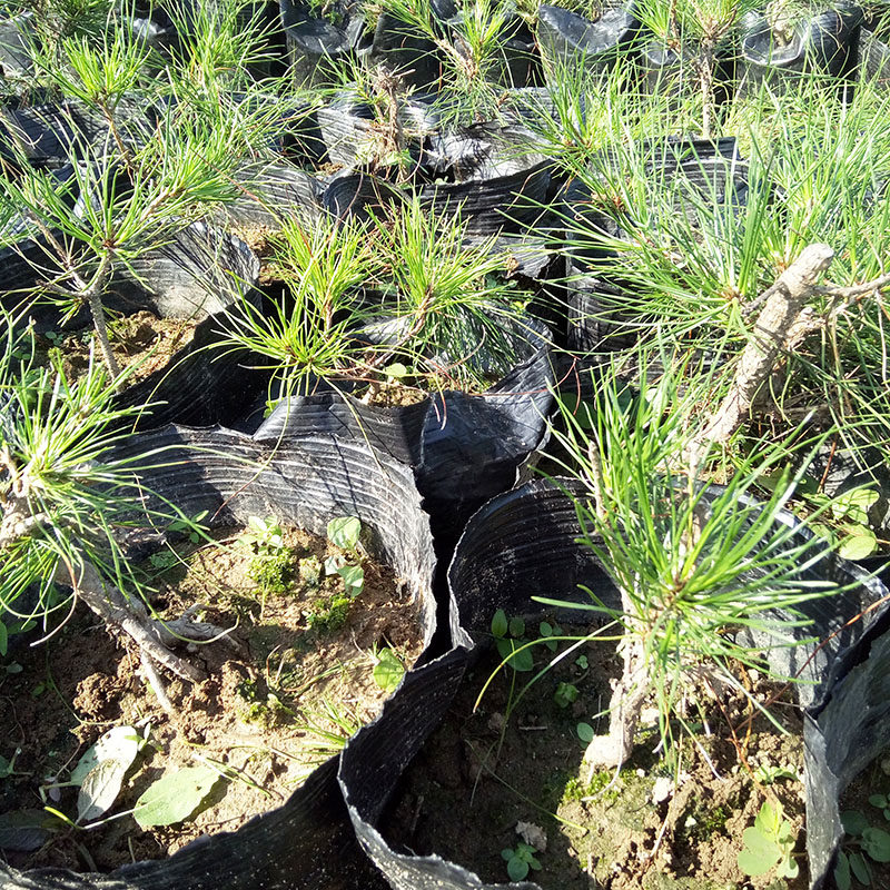 野生黄山松苗 爆皮小老松 微型黄山松盆景
