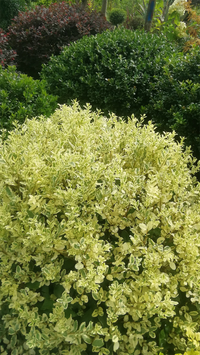 新品彩色银姬小蜡灌木绿篱球耐严寒污染易活观叶