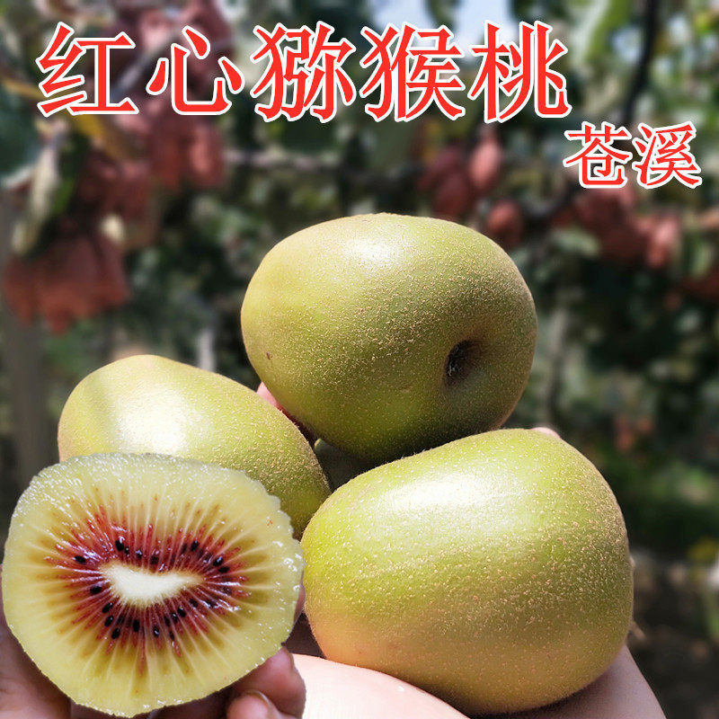 正宗苍溪红心猕猴桃四川广元新鲜水果奇异果现摘奇异果