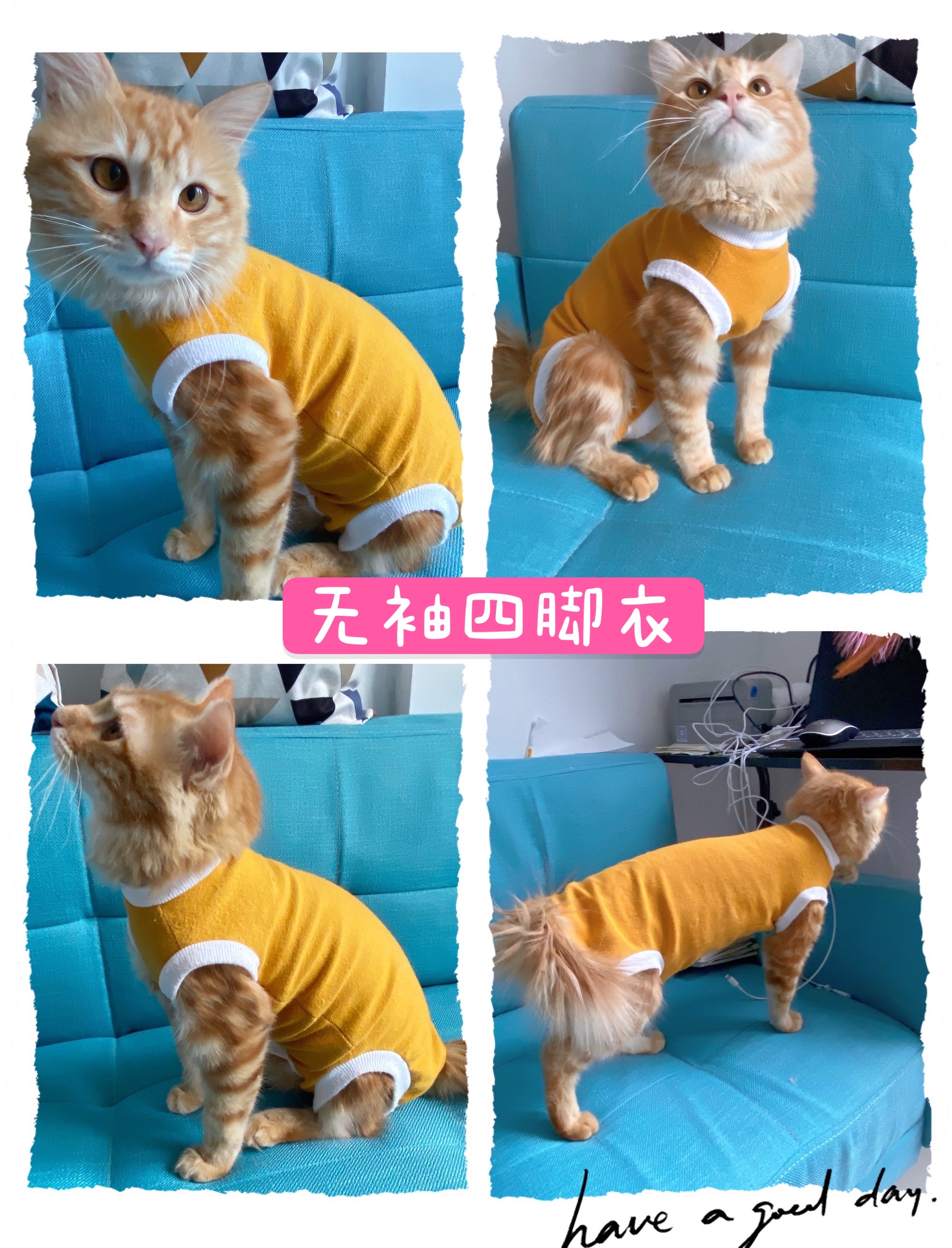 无毛猫纸样小猫猫咪衣服图纸芬克斯德文服装装样宠物服装