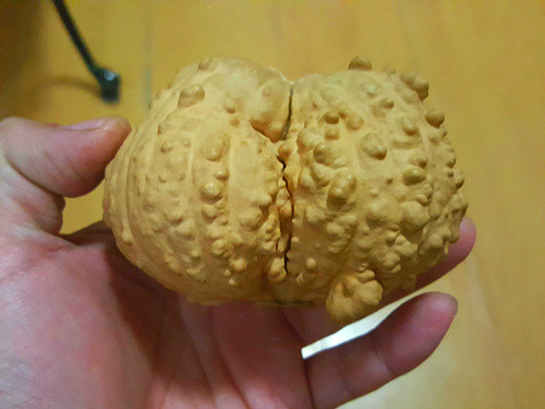 满疙瘩葫芦双胞胎疙瘩连蒂一阁异形连体天然长天葫芦