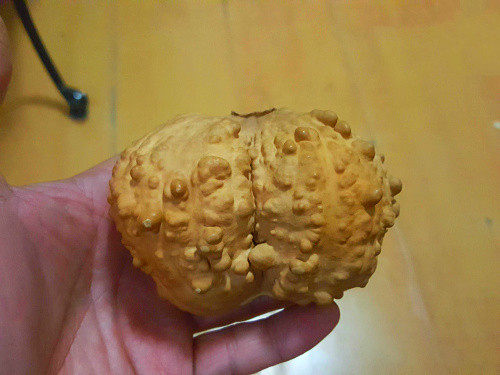 满疙瘩葫芦双胞胎疙瘩连蒂一阁异形连体天然长天葫芦