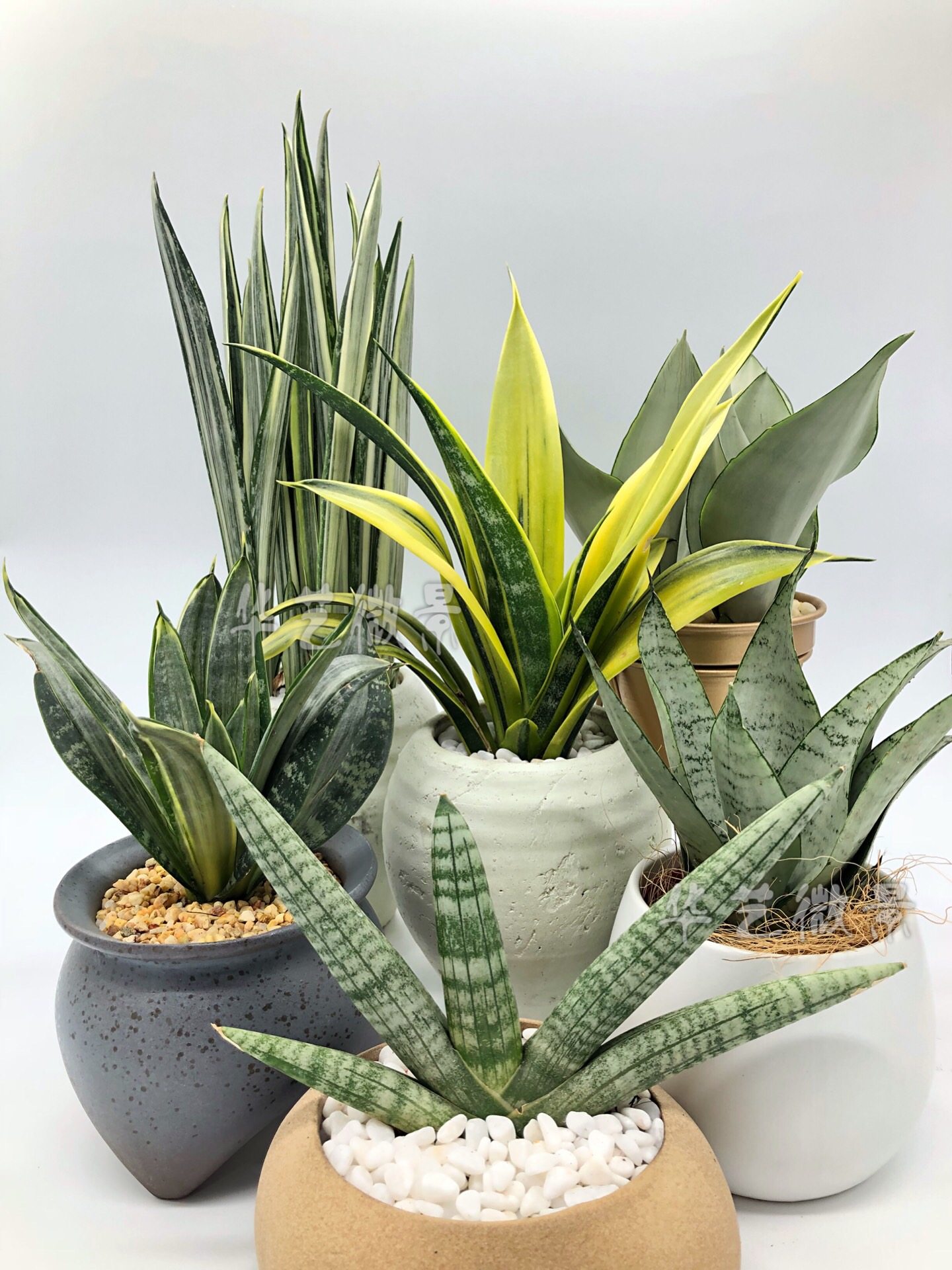 黄金兰 包邮 韩国进口黄金虎皮兰 美叶大金边兰华艺微景非常好养 - 爱