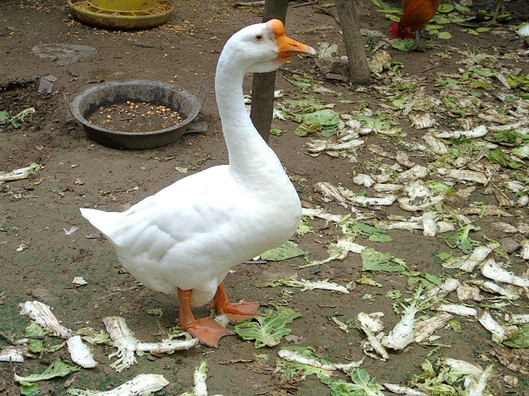 老鹅农家散养草鹅大白白鹅新鲜鹅肉笨鹅柴鹅鹅肉